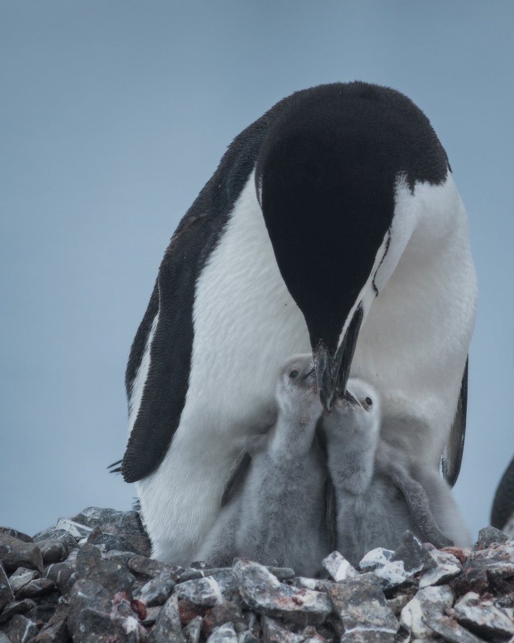 Baby Chinstrap Penguins are guarded fiercely by their parents in Antarctica.