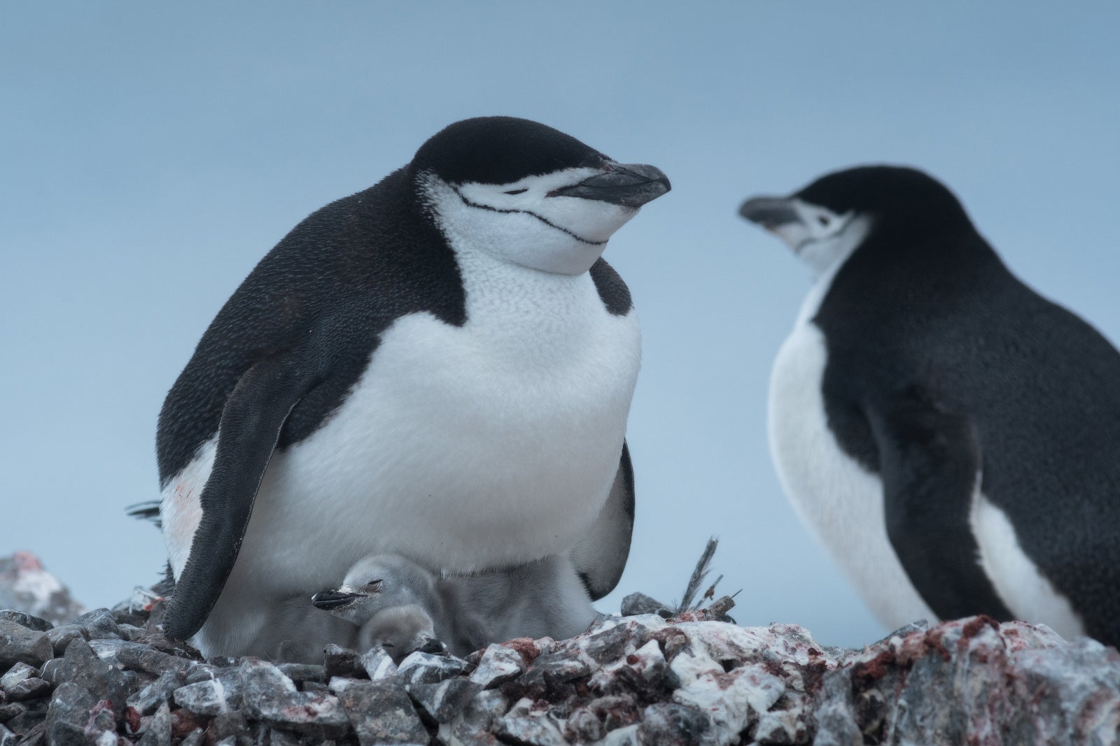 Penguins in Antarctica's summer are often rearing chicks, so be cautious.