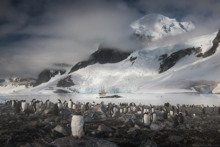 Antarctica is home to many colonies of Gentoo Penguins. Antarctica is home to many colonies of Gentoo Penguins.