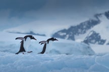 Antarctica Photography Tips