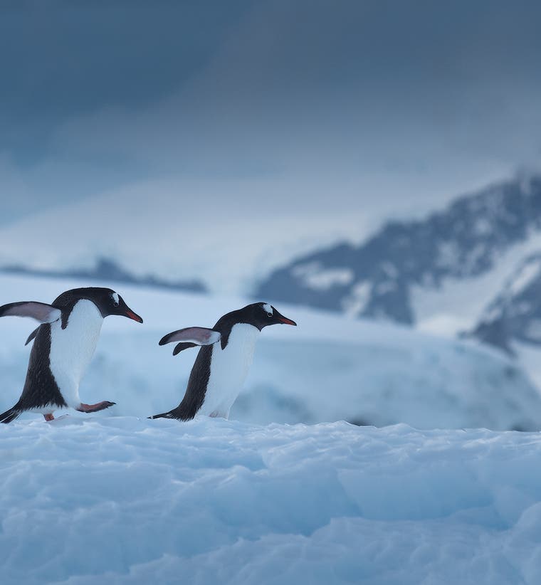 Antarctica Photography Tips