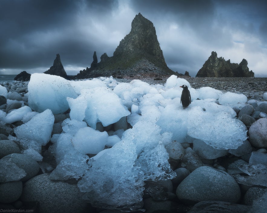 Eight species of penguin are found in Antarctica and sub-Antarctica. Eight species of penguin are found in Antarctica and sub-Antarctica.