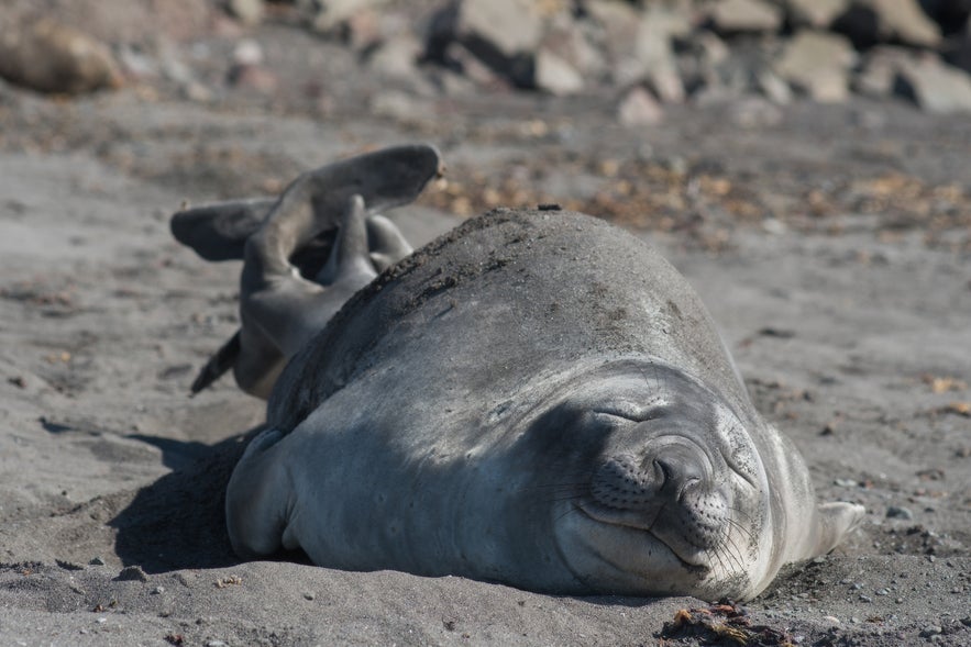 Antarctic Weddell Seals are easily idenitfied by their smiles. Antarctic Weddell Seals are easily idenitfied by their smiles.