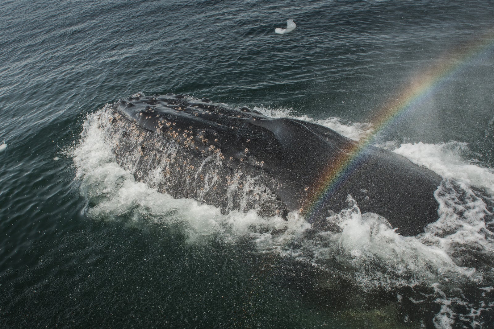 Whales, seals and penguins are the highlights of a photography tour to Antarctica.