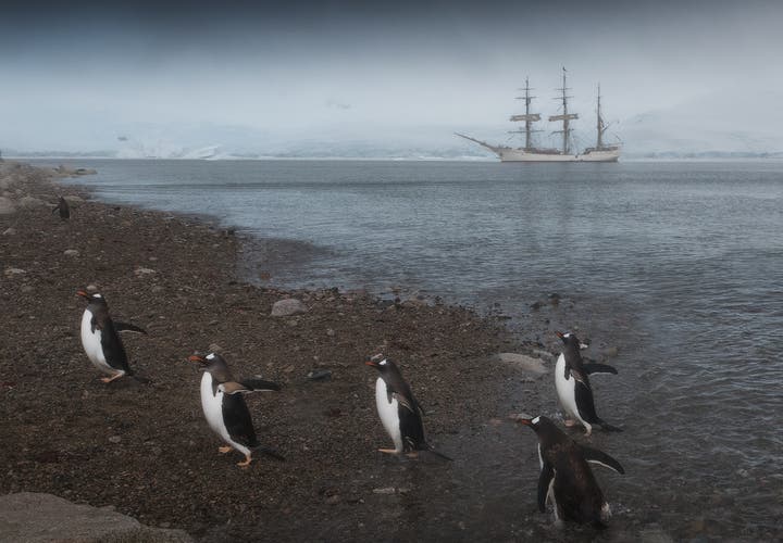 Post-producton techniques can help your refine pictures of the wildlife of Antarctica.