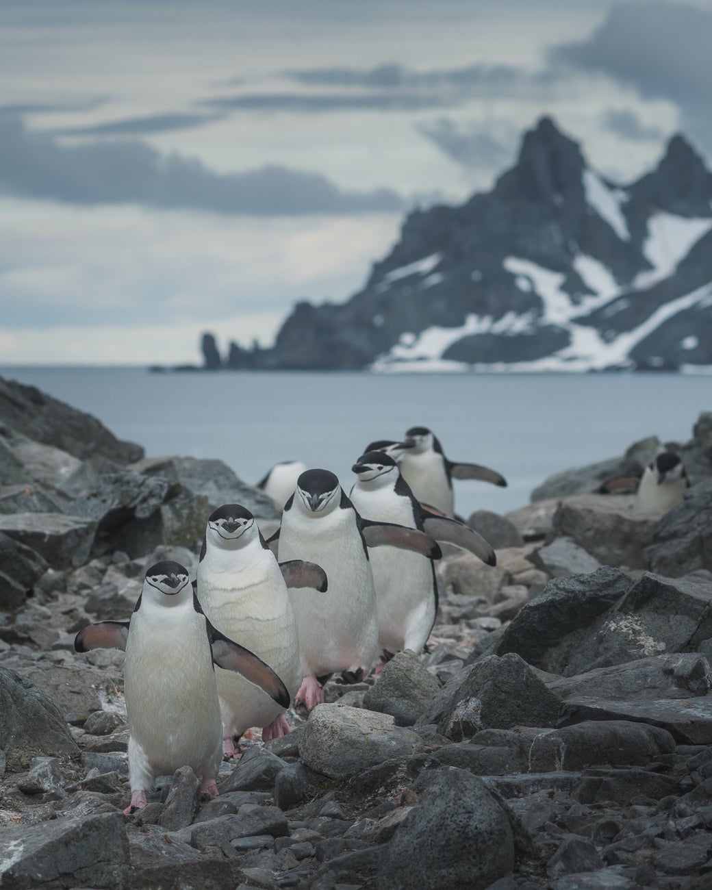 Chinstrap Penguins are adorable animals, found in Antarctica.