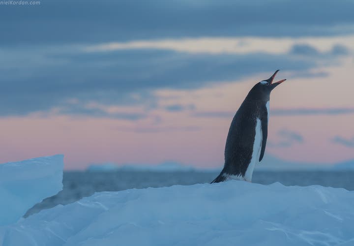 A Gentoo Penguin in Antarctica calls for its mate.