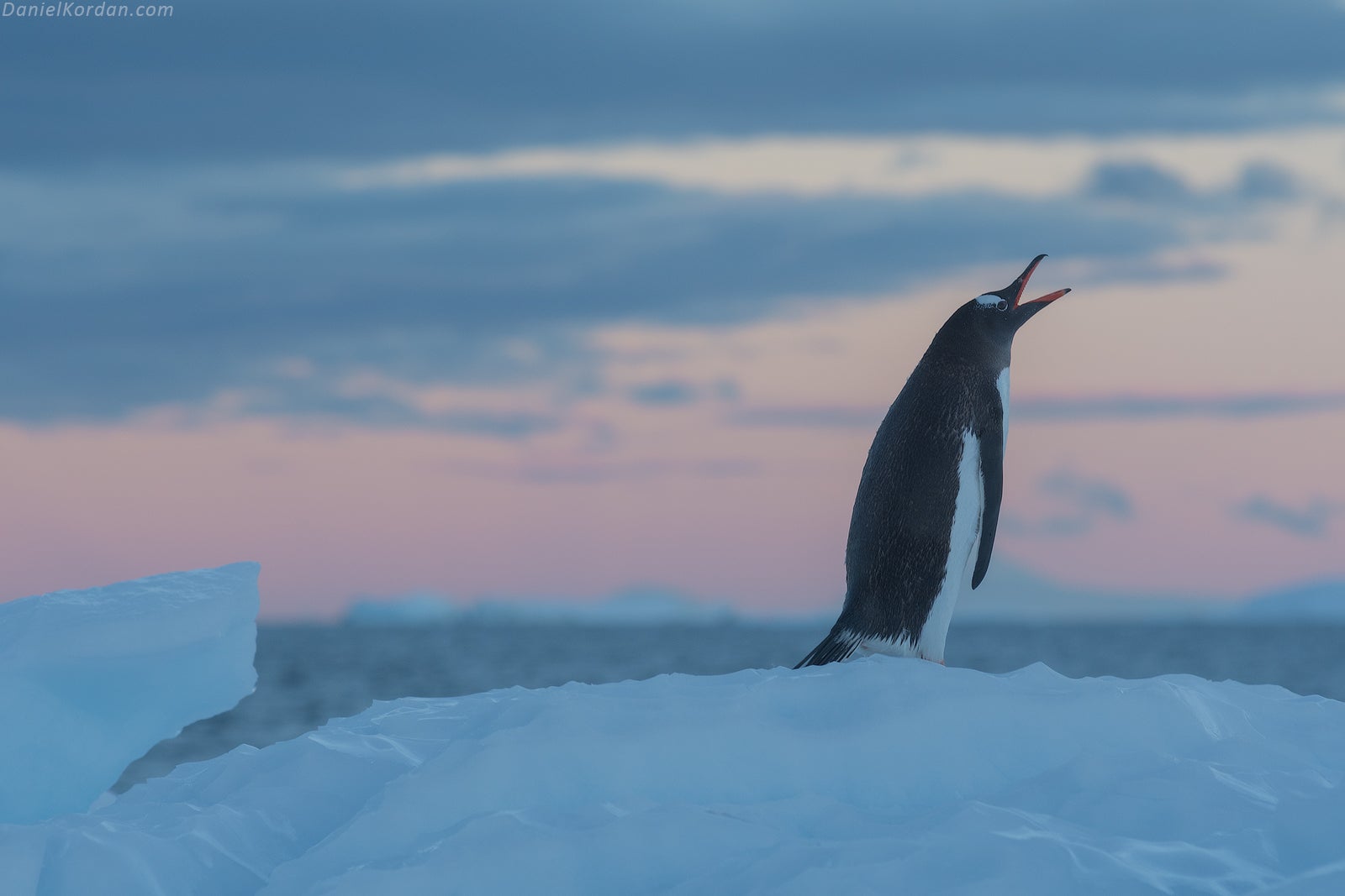 A Gentoo Penguin in Antarctica calls for its mate.
