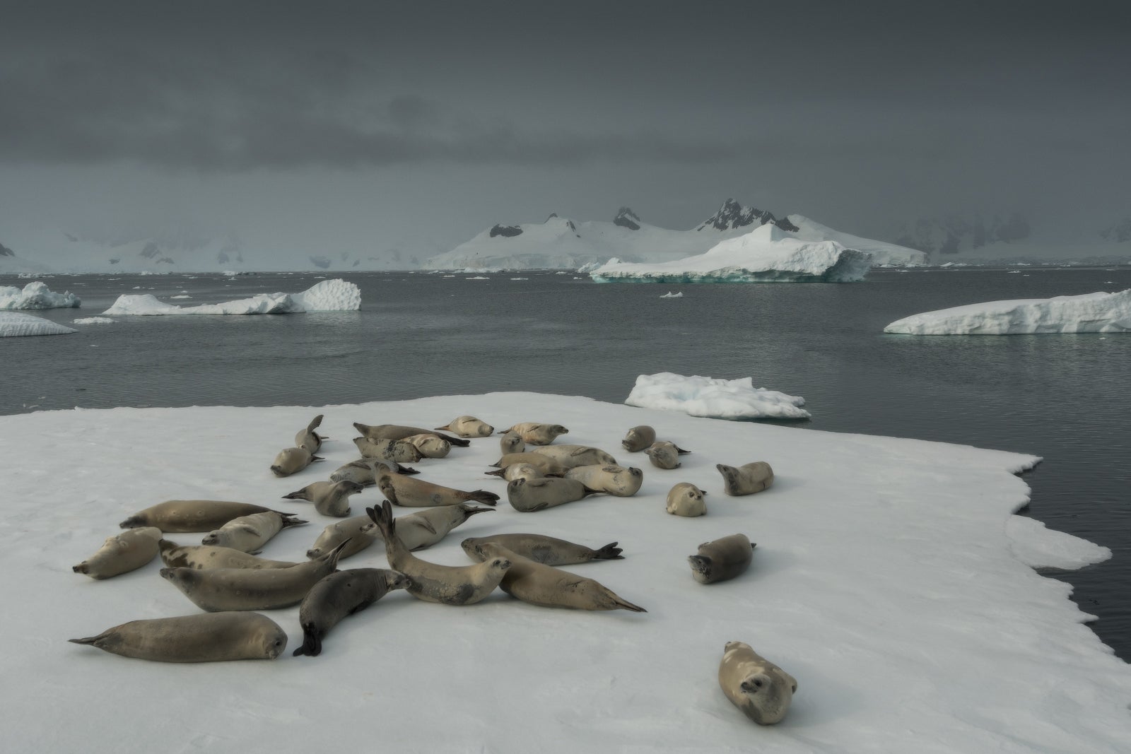 Six species of seal can be found in Antarctica year round.
