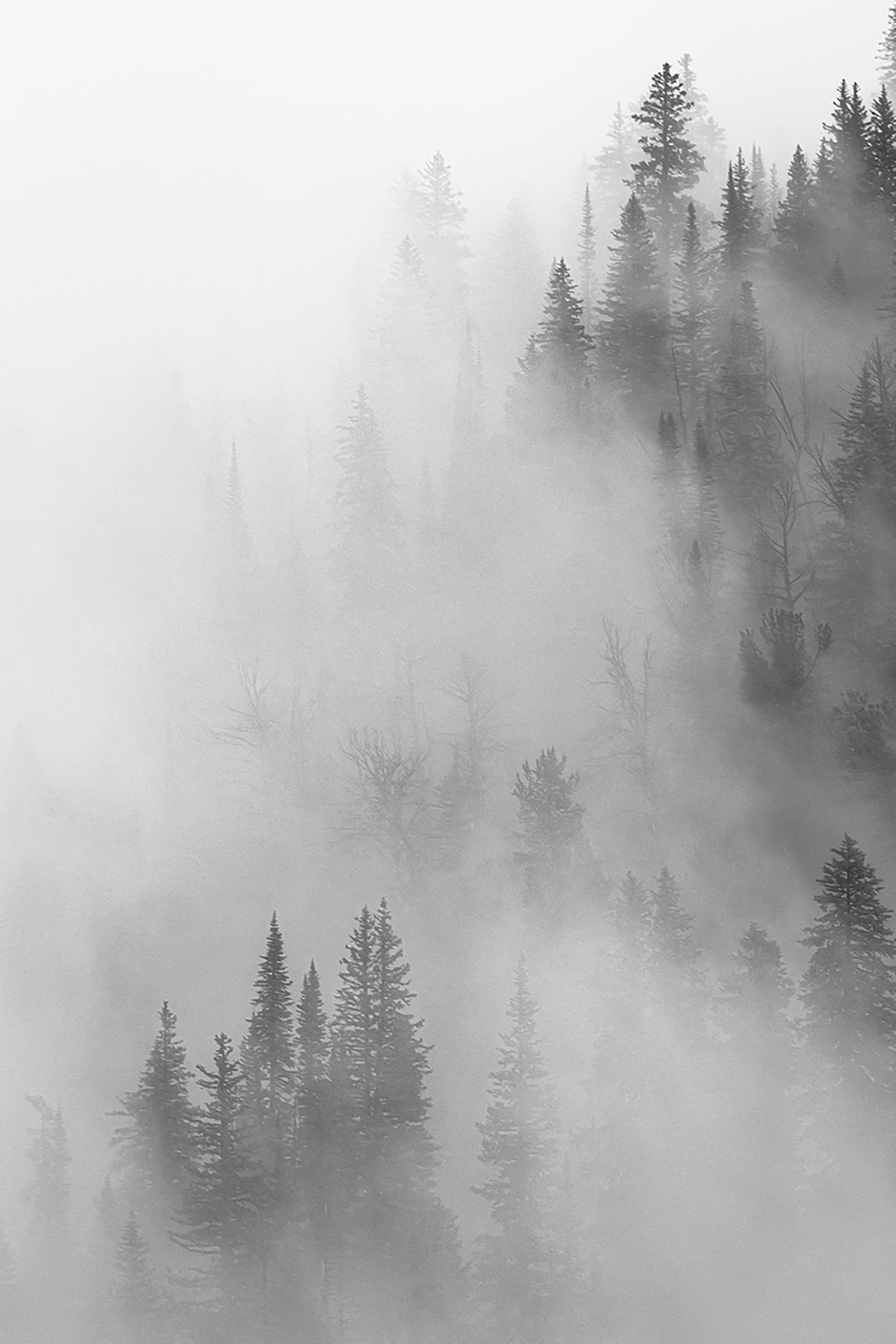 Ultimate Guide to Composition in Photography