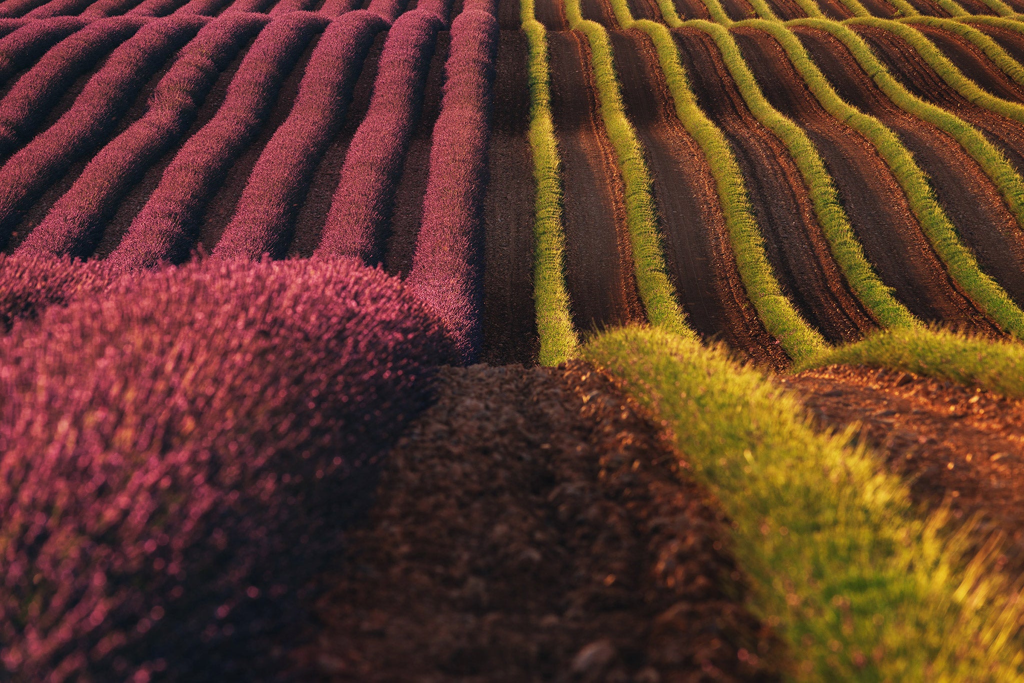 Ultimate Photography Guide to the Lavender Fields of Provence