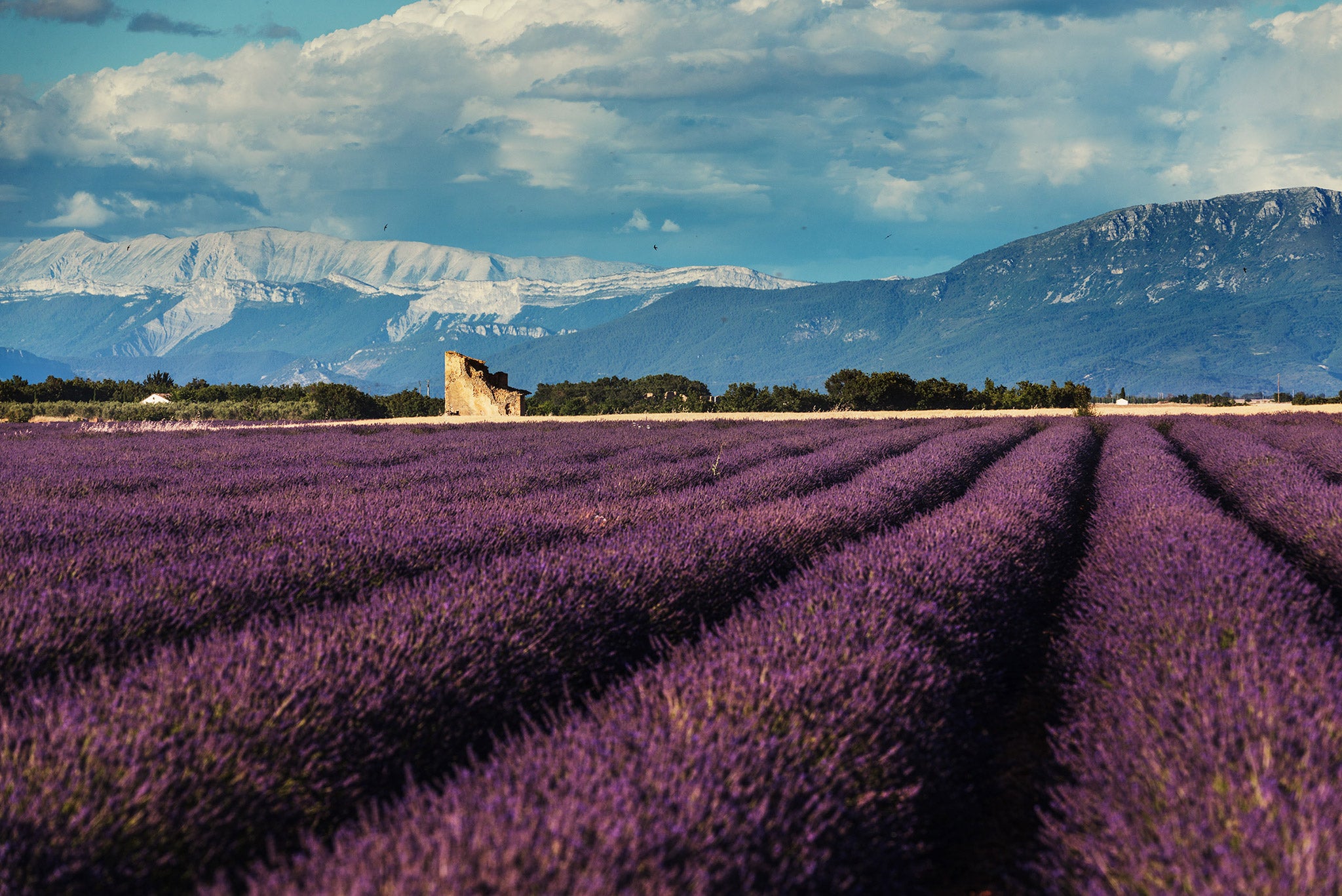 Ultimate Photography Guide to the Lavender Fields of Provence