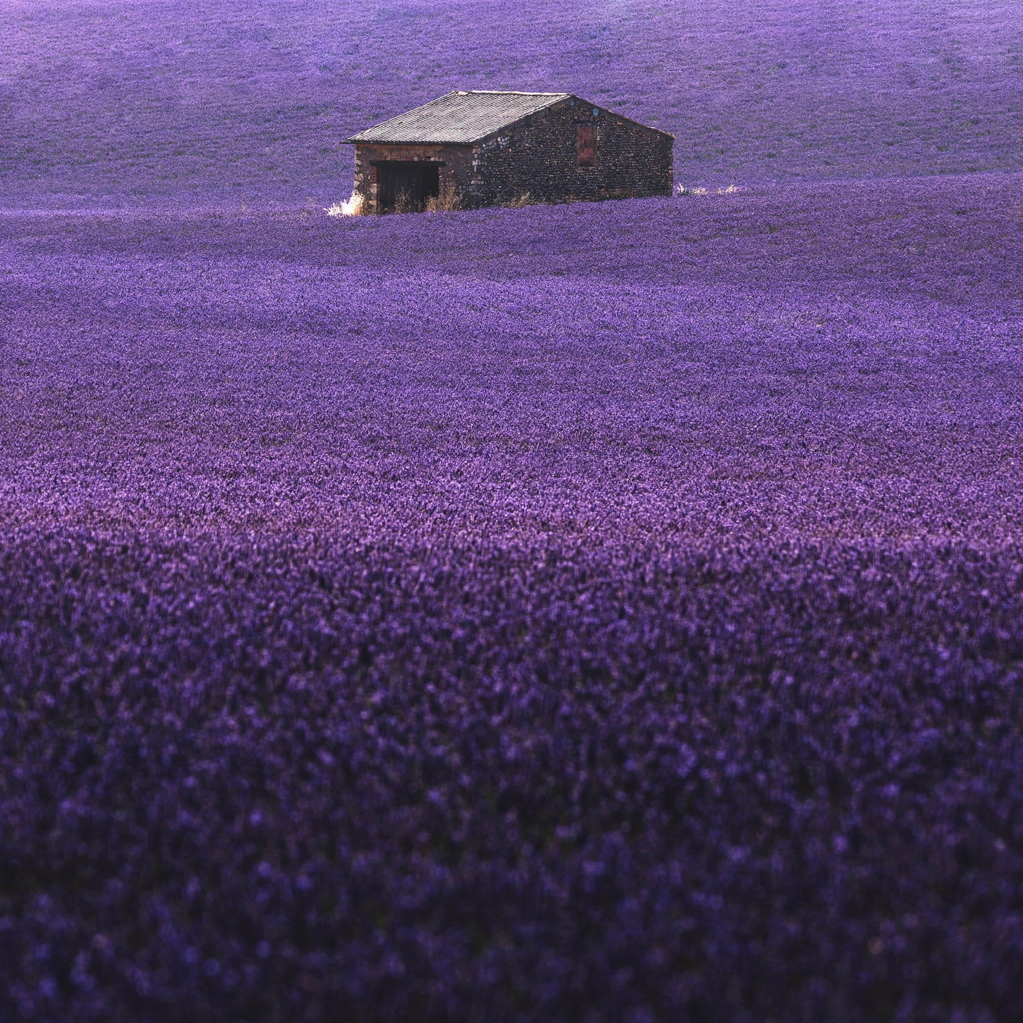 Ultimate Photography Guide to the Lavender Fields of Provence