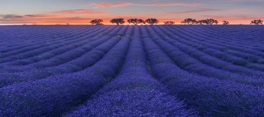 Ultimate Photography Guide to the Lavender Fields of Provence