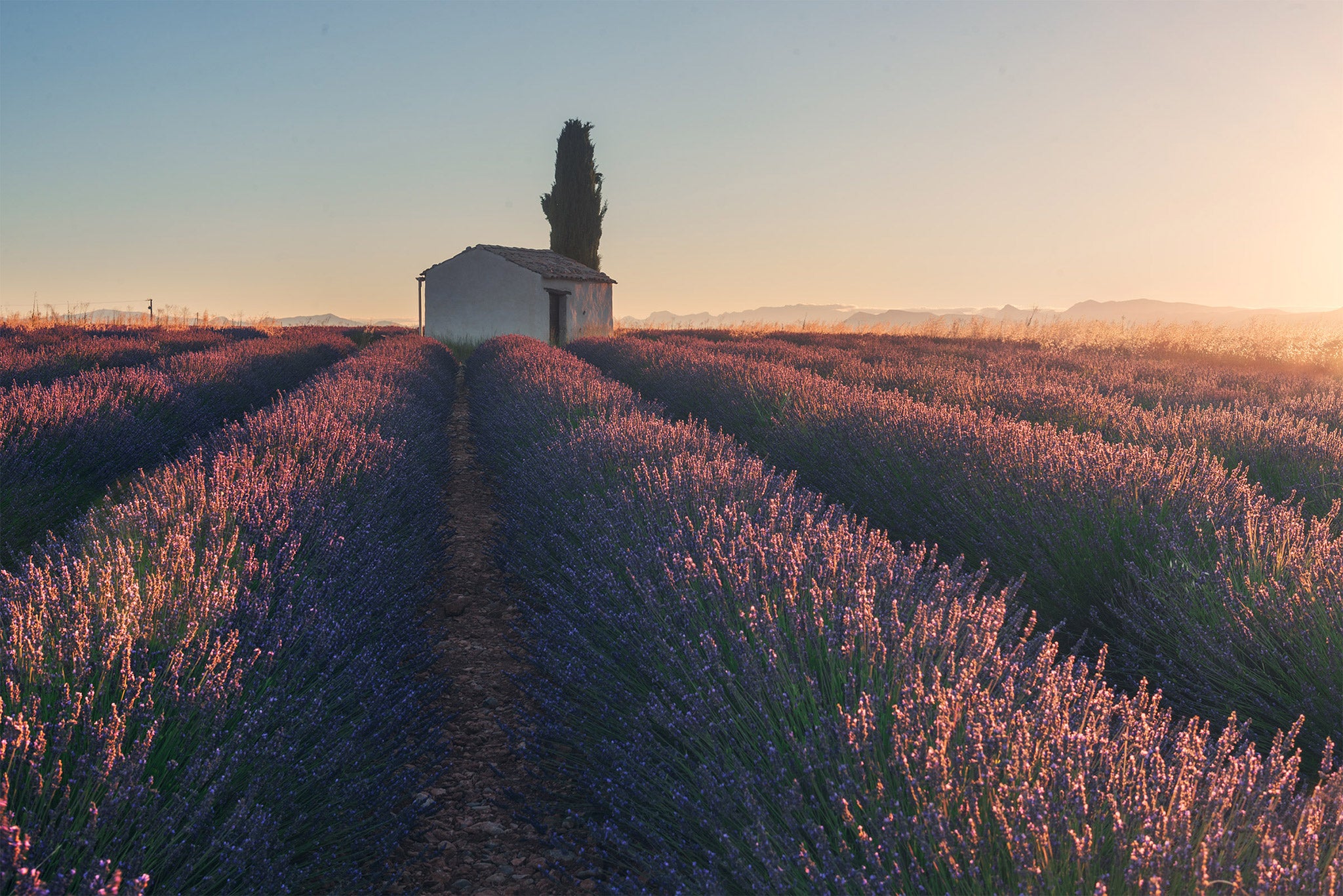 Ultimate Photography Guide to the Lavender Fields of Provence