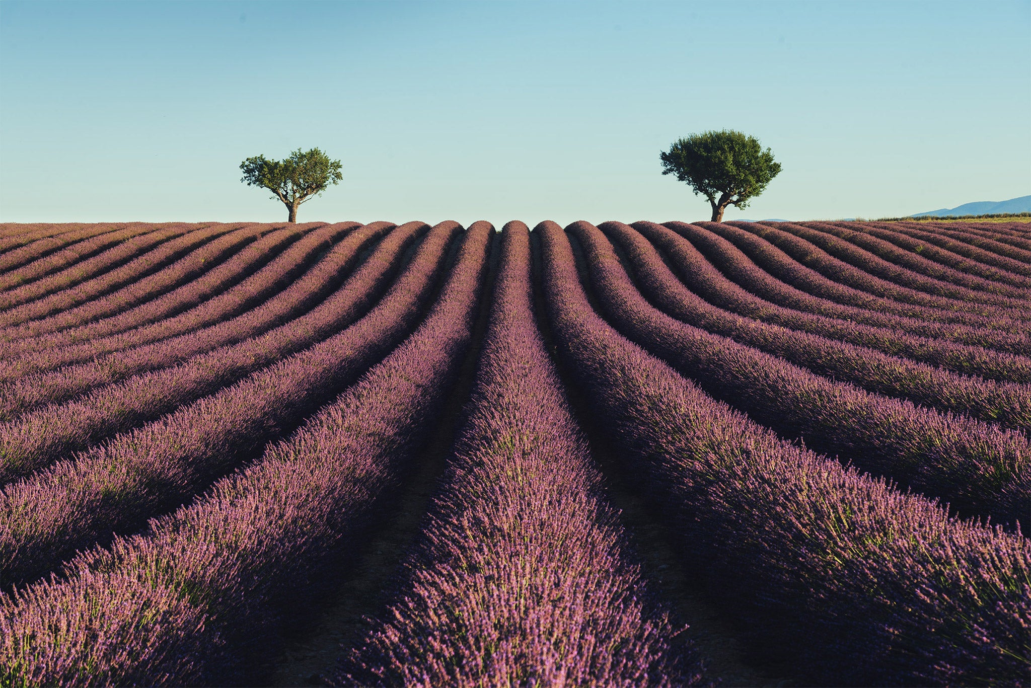 Ultimate Photography Guide to the Lavender Fields of Provence