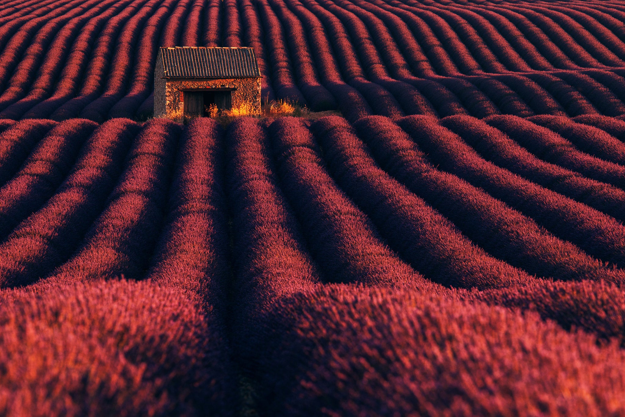 Ultimate Photography Guide to the Lavender Fields of Provence