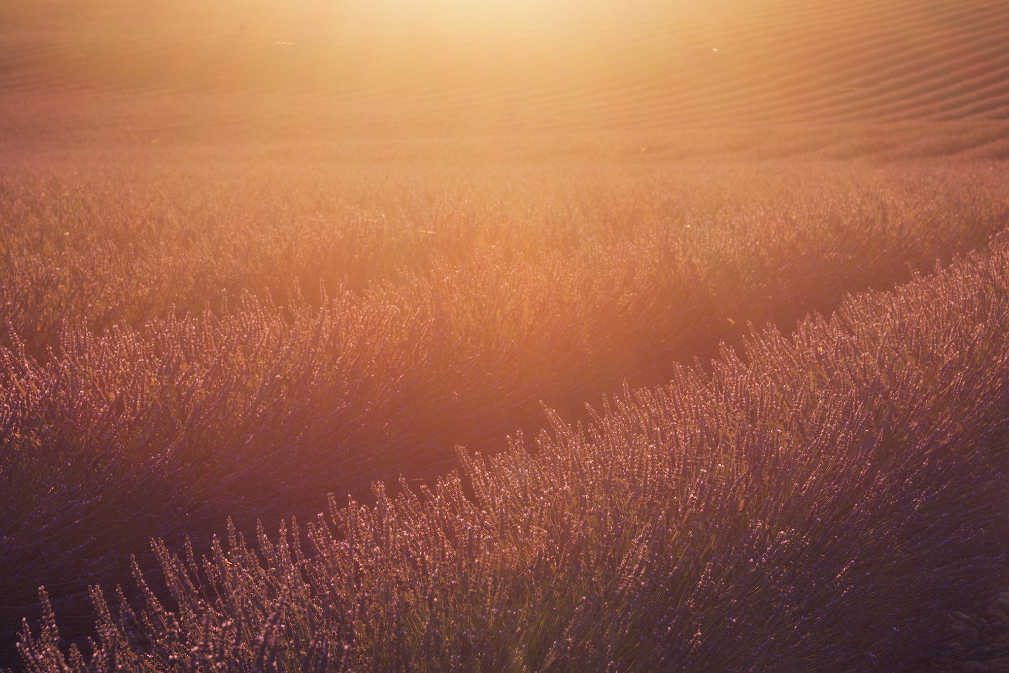 Ultimate Photography Guide to the Lavender Fields of Provence