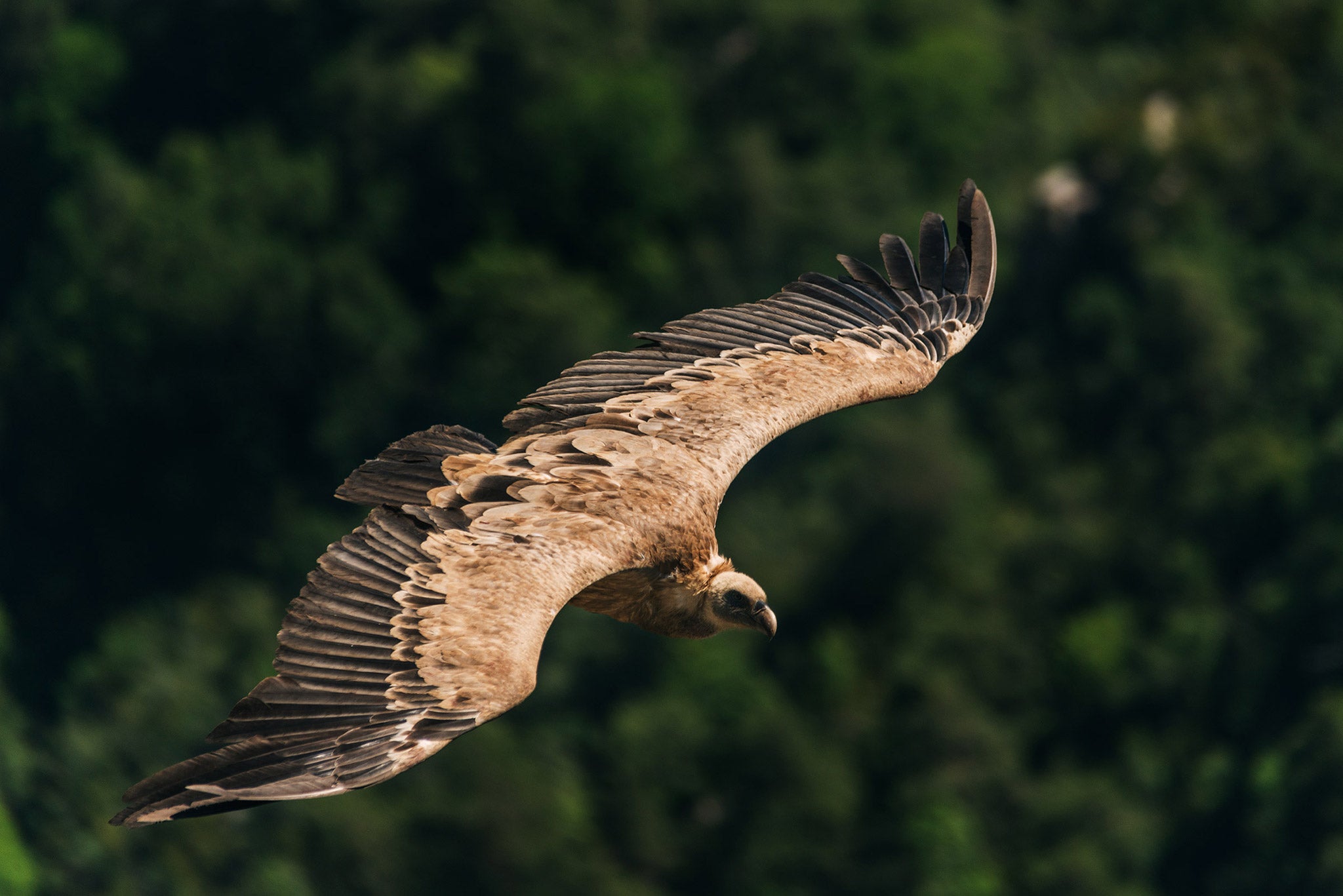 Ultimate Photography Guide to the Lavender Fields of Provence