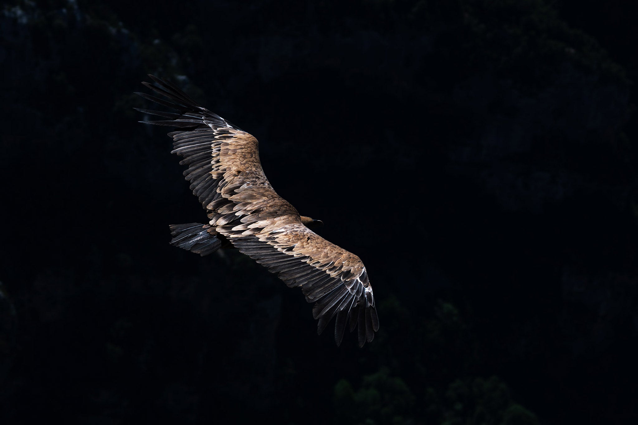 Ultimate Photography Guide to the Lavender Fields of Provence