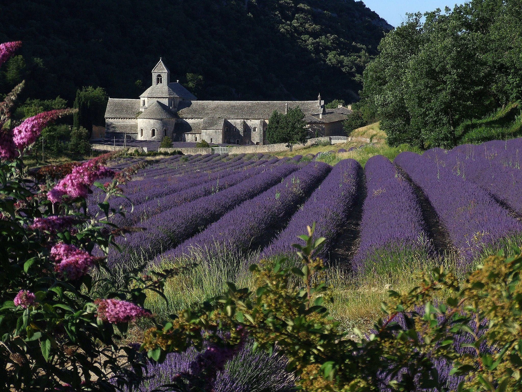 Ultimate Photography Guide to the Lavender Fields of Provence