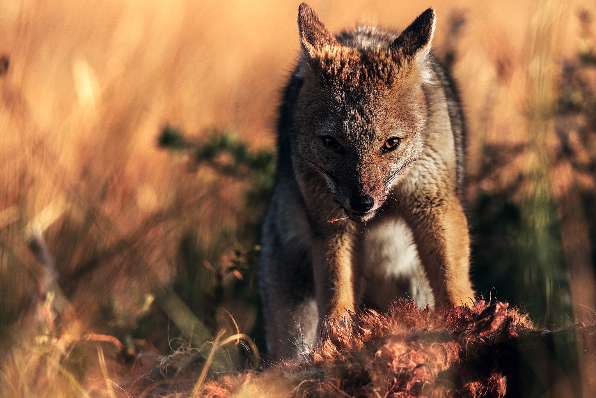 The Best Lenses for Wildlife Photography