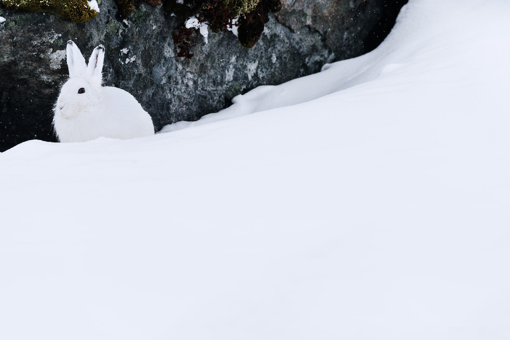 The Best Lenses for Wildlife Photography