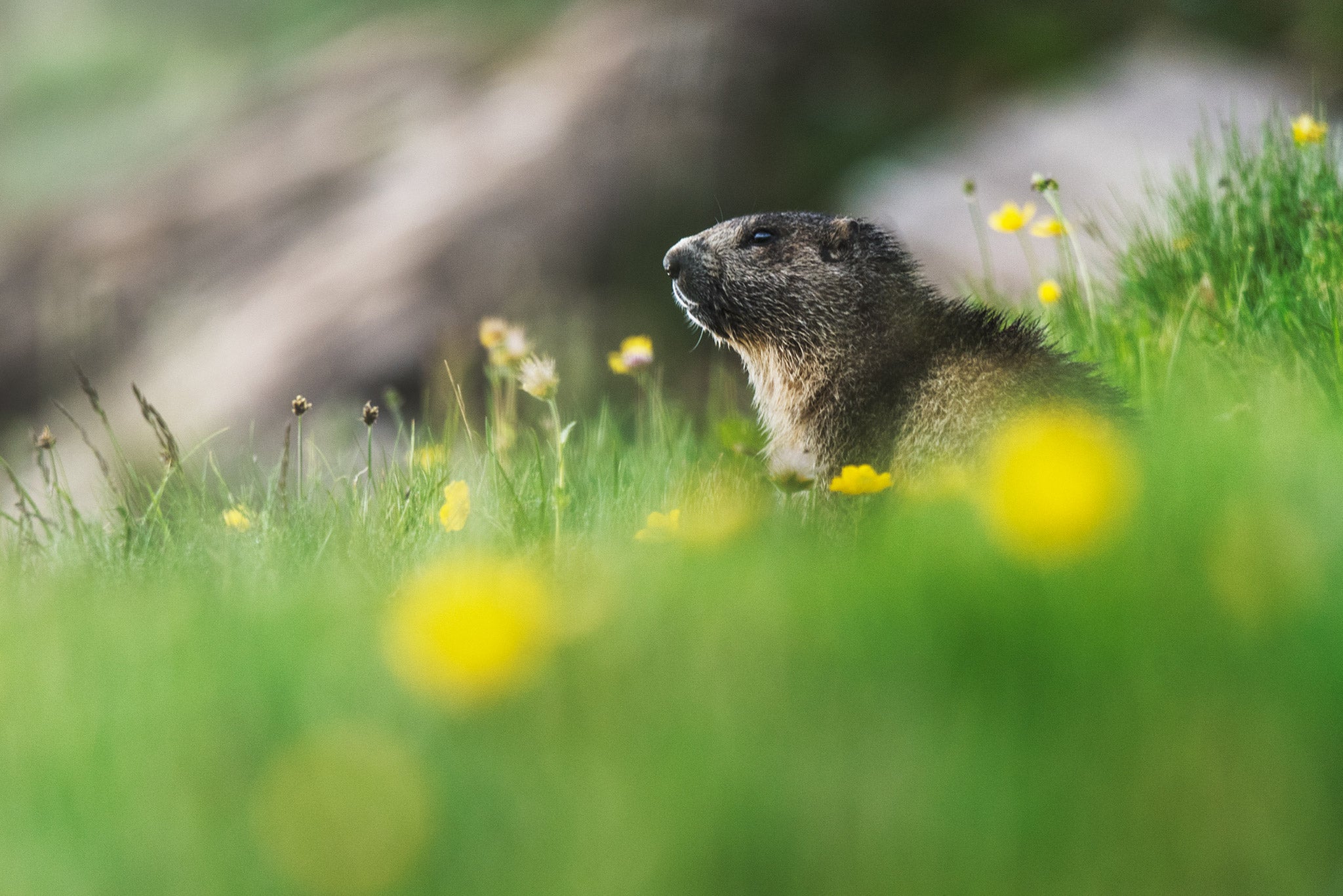 The Best Lenses for Wildlife Photography