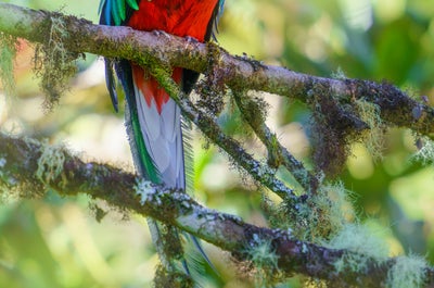 12 Day Costa Rica Wildlife & Landscape Photography Workshop - day 8