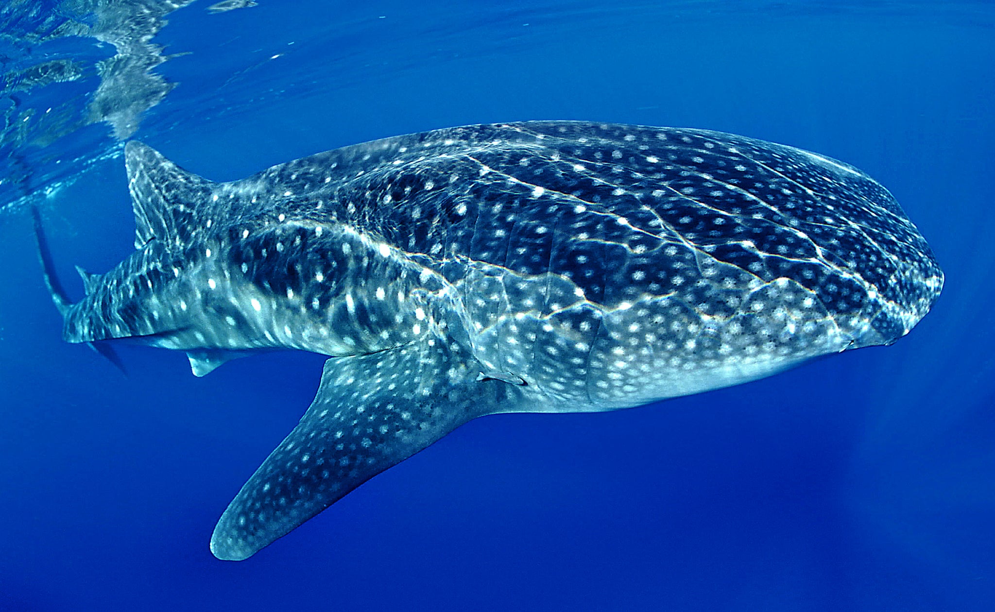 Interview with Rick Sammon