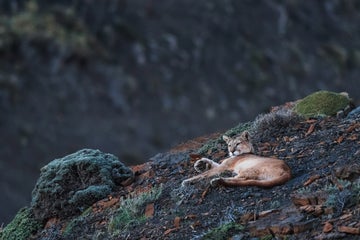 10 Wildlife Photography Tips for Beginners