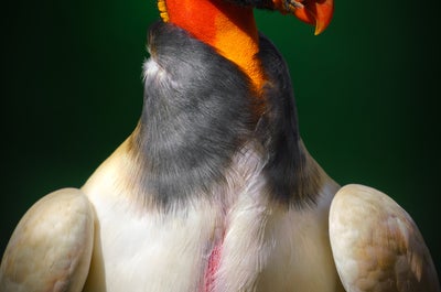 12 Day Costa Rica Wildlife & Landscape Photography Workshop - day 4