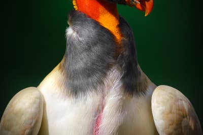 12 Day Costa Rica Wildlife & Landscape Photography Workshop - day 4