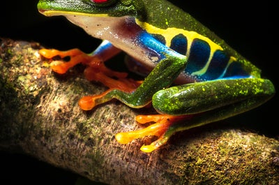 12 Day Costa Rica Wildlife & Landscape Photography Workshop - day 6