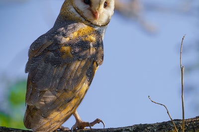 12 Day Costa Rica Wildlife & Landscape Photography Workshop - day 10