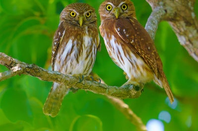 12 Day Costa Rica Wildlife & Landscape Photography Workshop - day 11