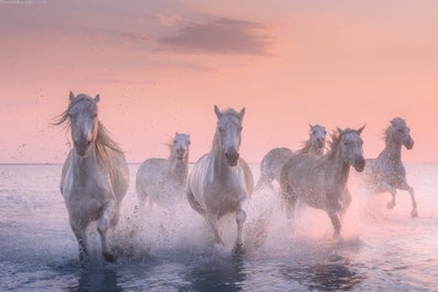 White Horses of Camargue | 5 Day Photo Tour in France - day 1