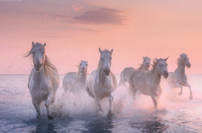 White Horses of Camargue | 5 Day Photo Tour in France - day 1