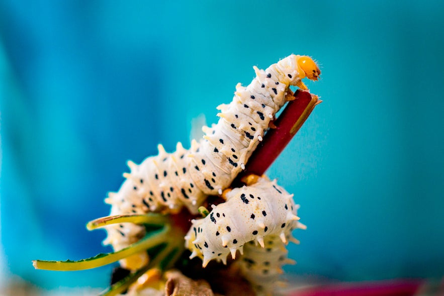 Ultimate Guide to Achieving Beautiful Bokeh Ultimate Guide to Achieving Beautiful Bokeh