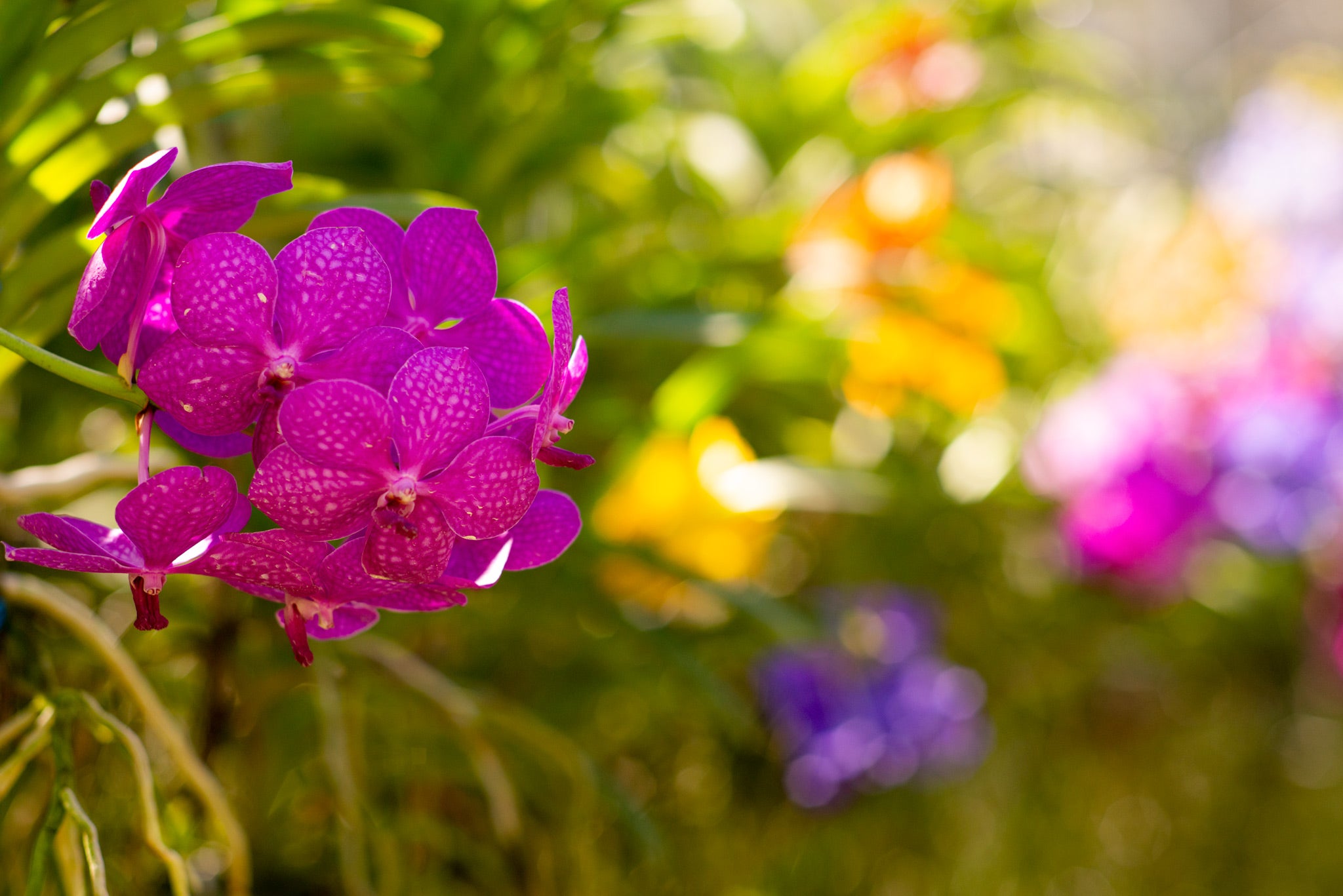 Ultimate Guide to Achieving Beautiful Bokeh