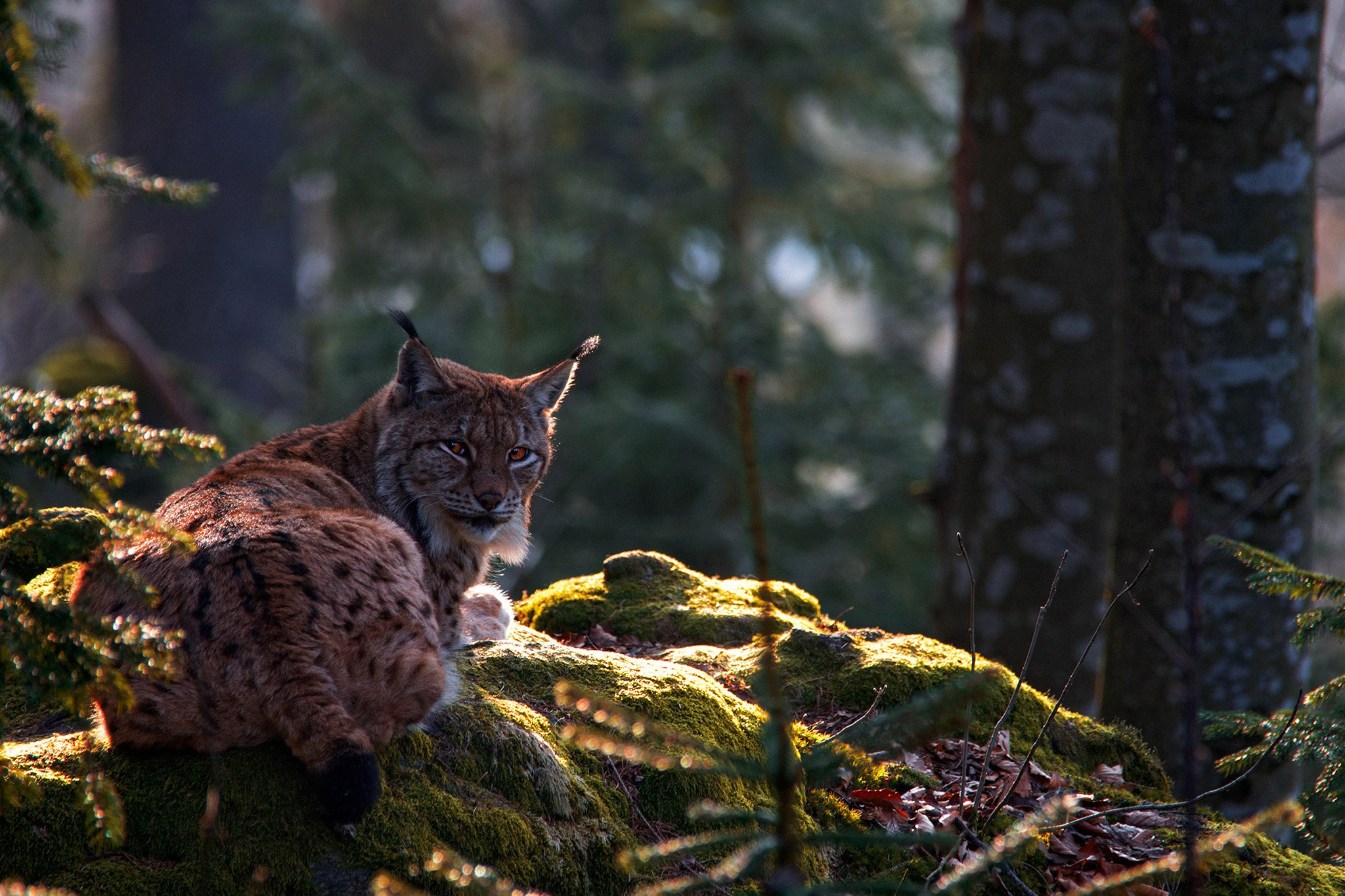 Ultimate Guide to Golden Hour Photography