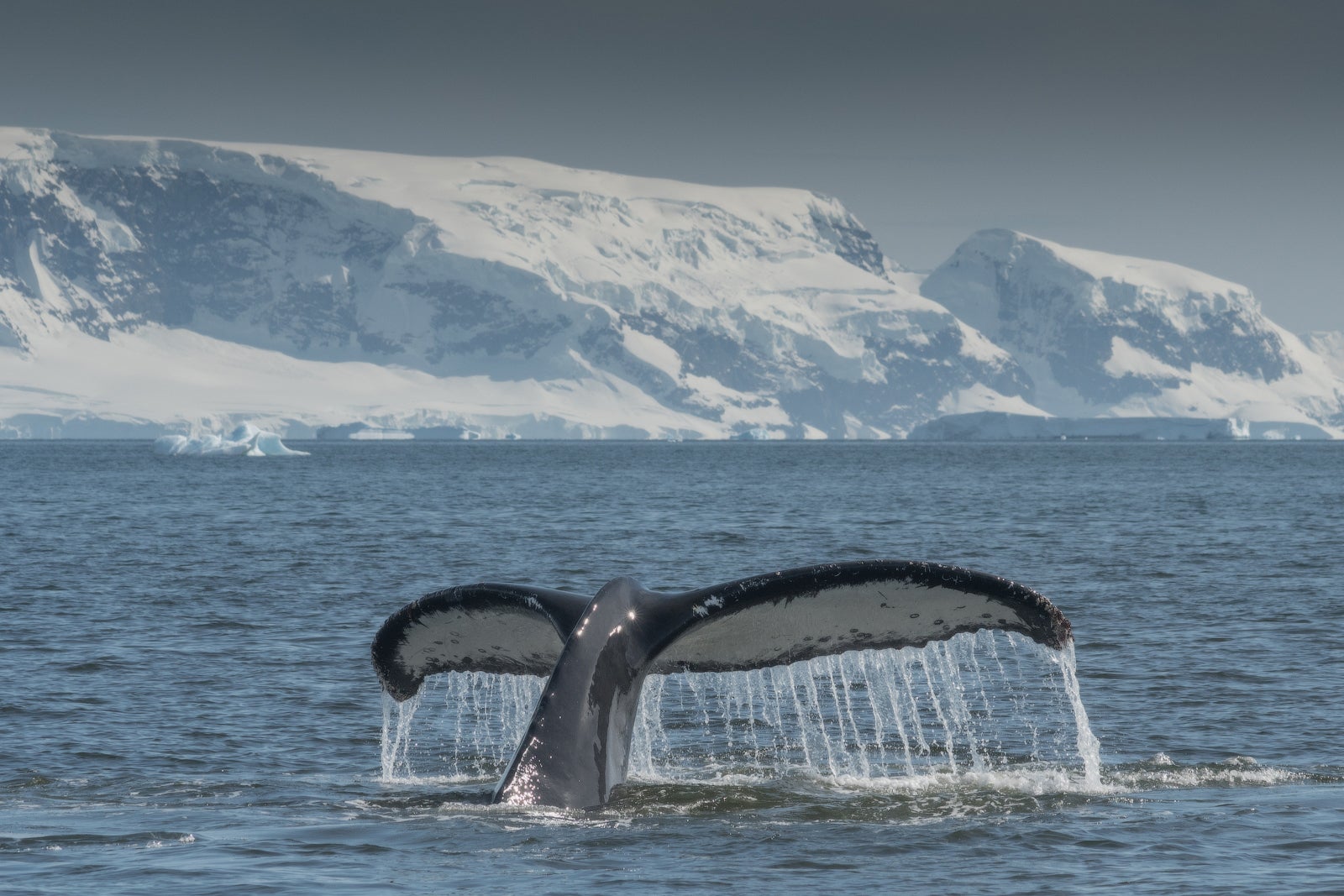A whale raises its flukes off Antarctica's coastline.