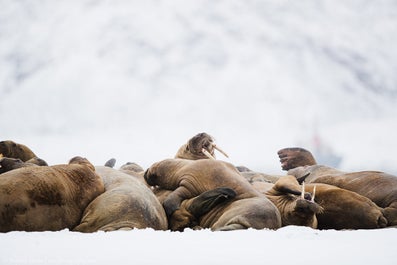 9 Day Photography Voyage to Spitsbergen in Svalbard - day 2