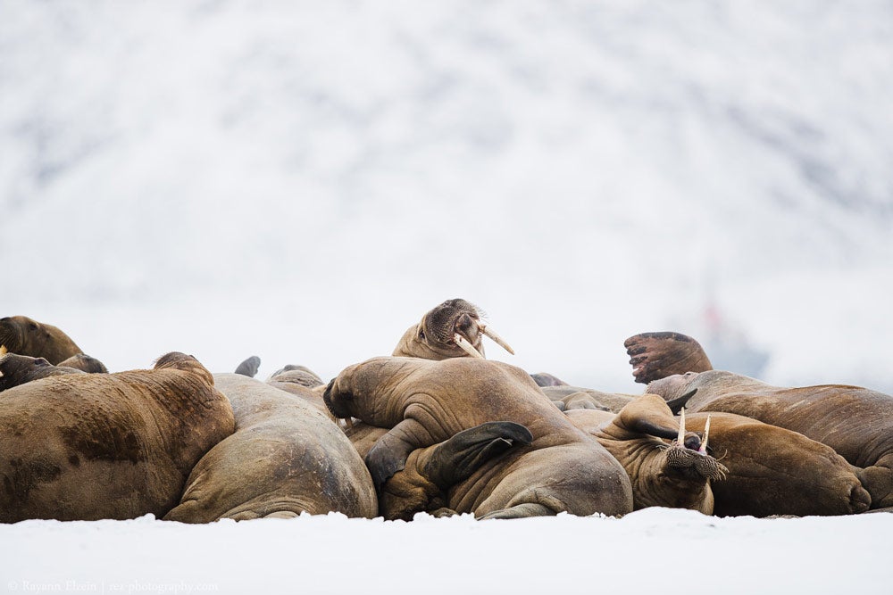 9 Day Photography Voyage to Spitsbergen in Svalbard - day 2