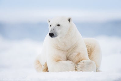 9 Day Photography Voyage to Spitsbergen in Svalbard - day 9