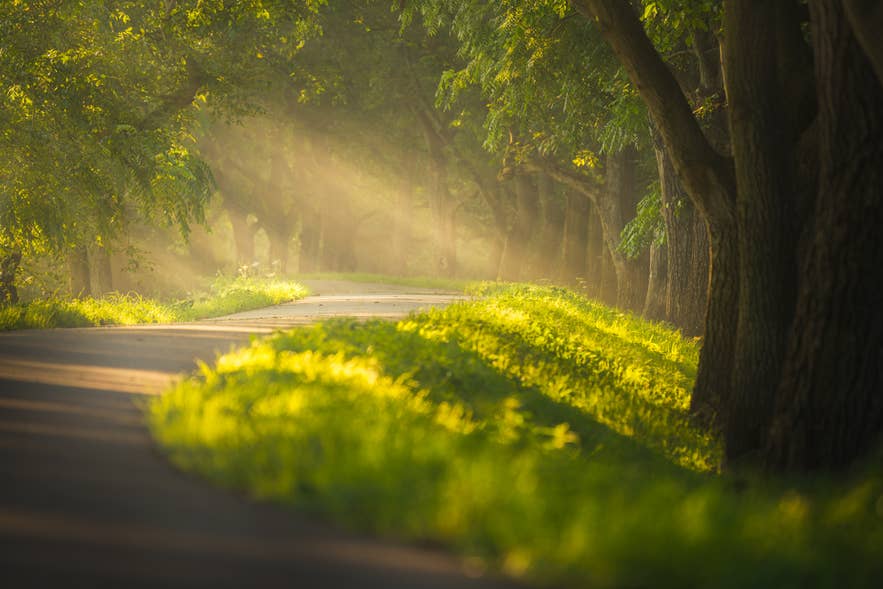 Depth Of Field Photography Examples Depth Of Field