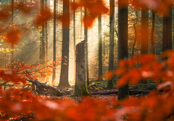 Depth of Field in Photography