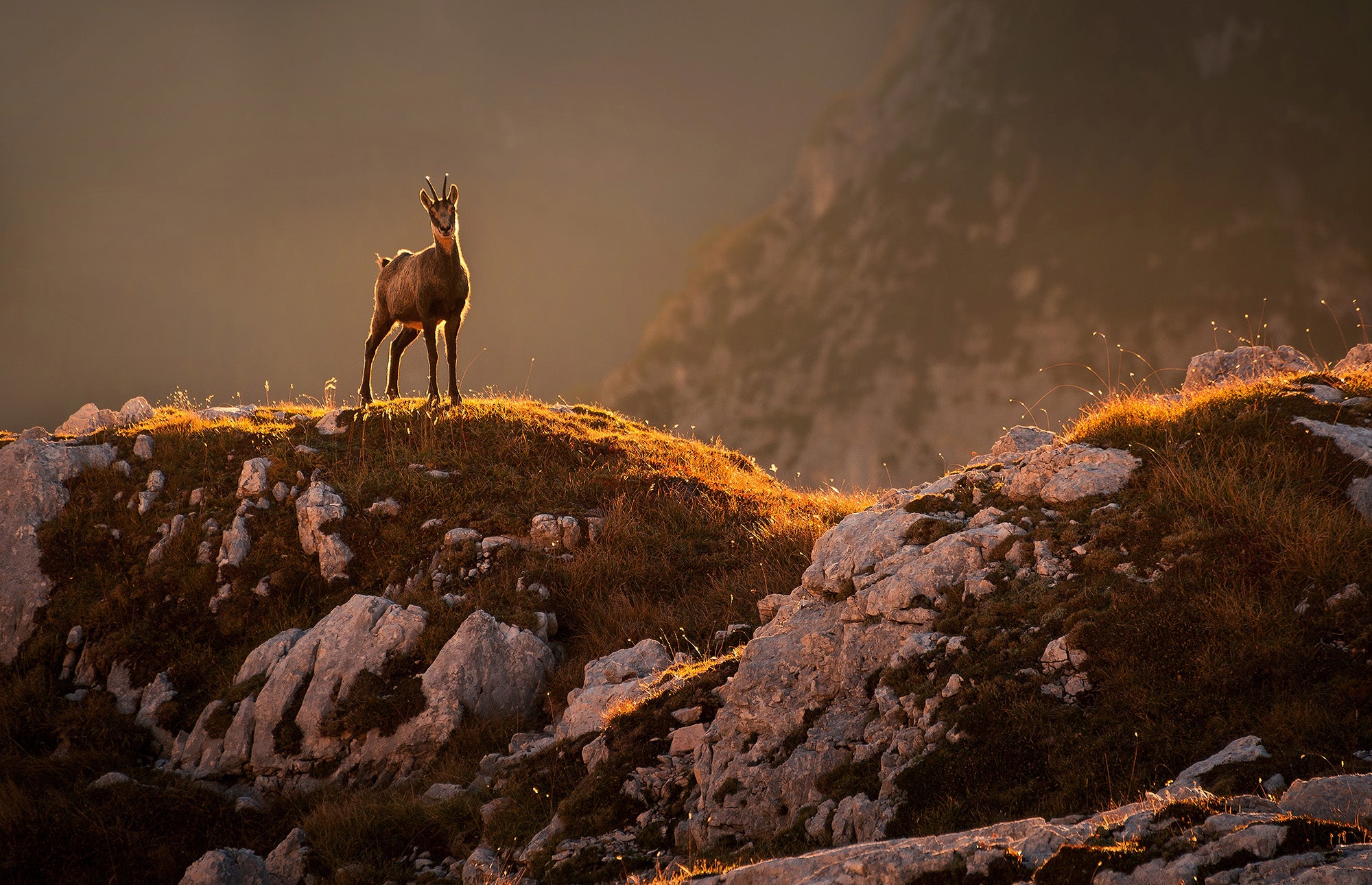 Interview with Ales Krivec