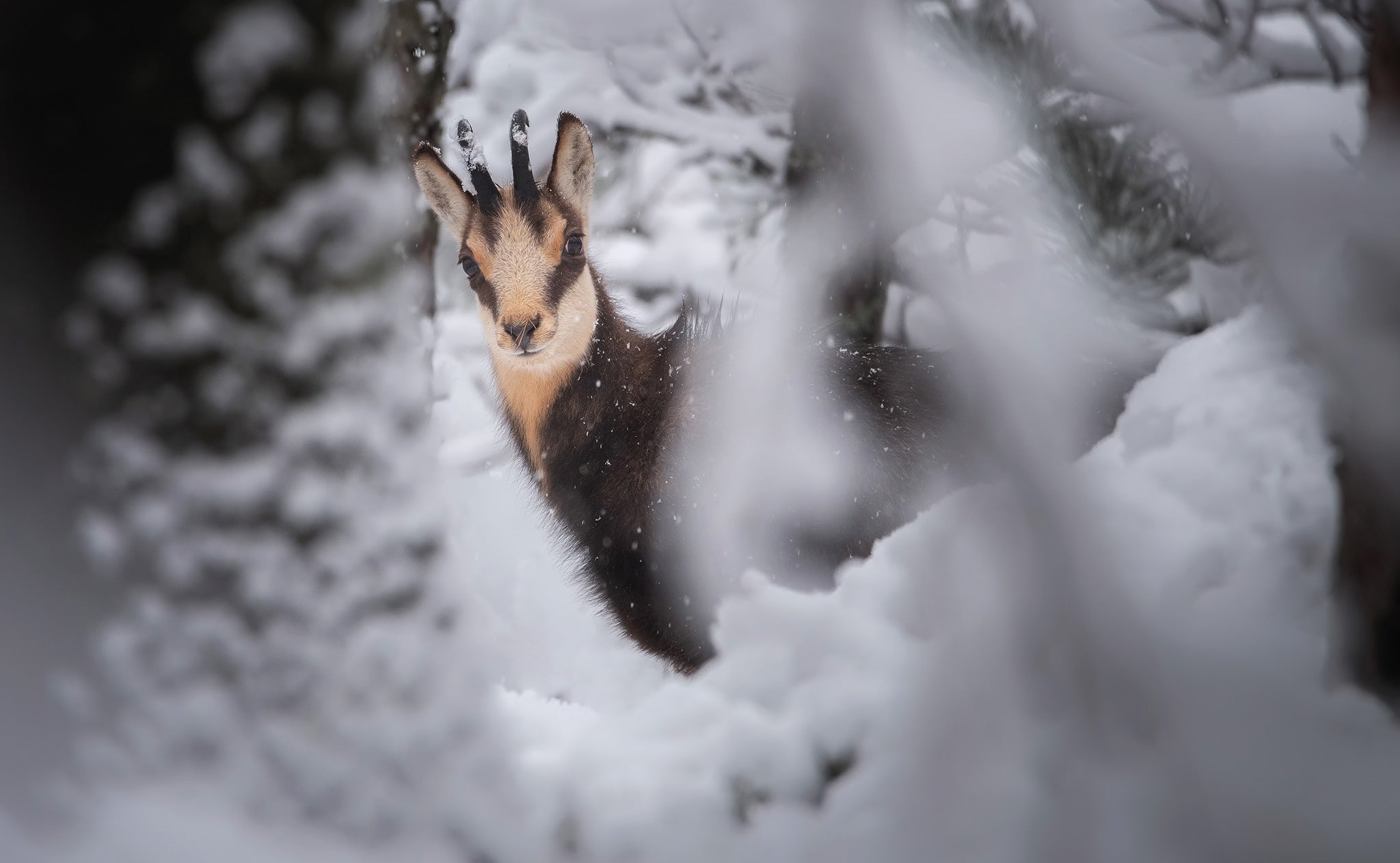 Interview with Ales Krivec