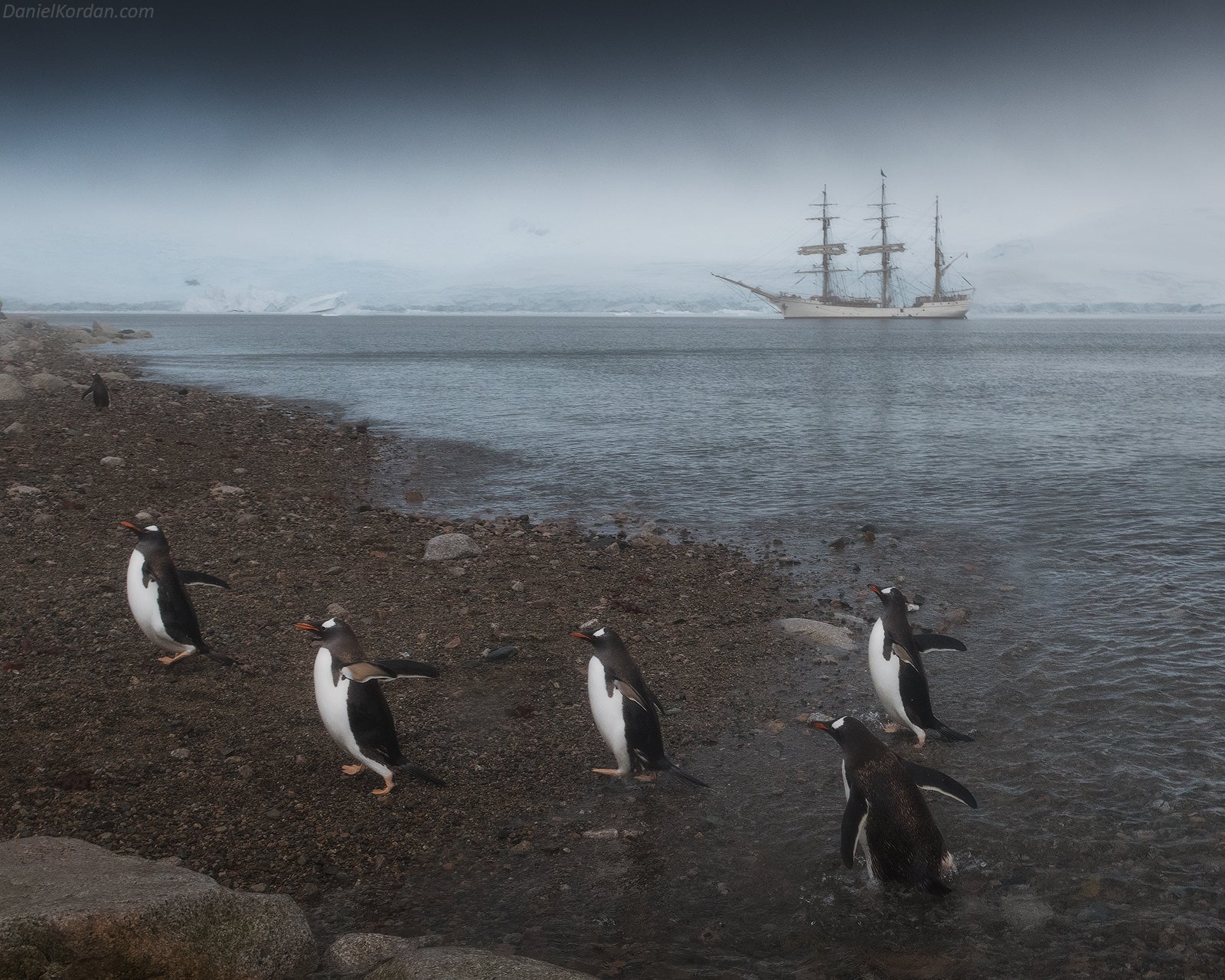 Adelie Penguins stand before a cruise ship to Antarctica.